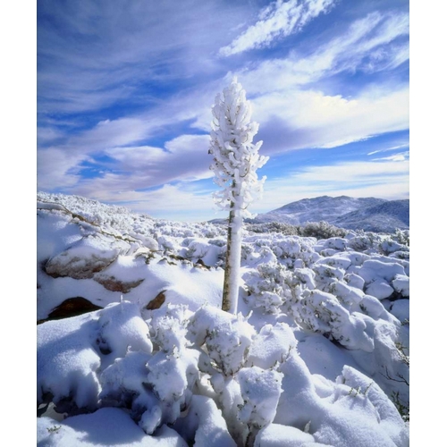 California, Anza-Borrego A snow covered yucca